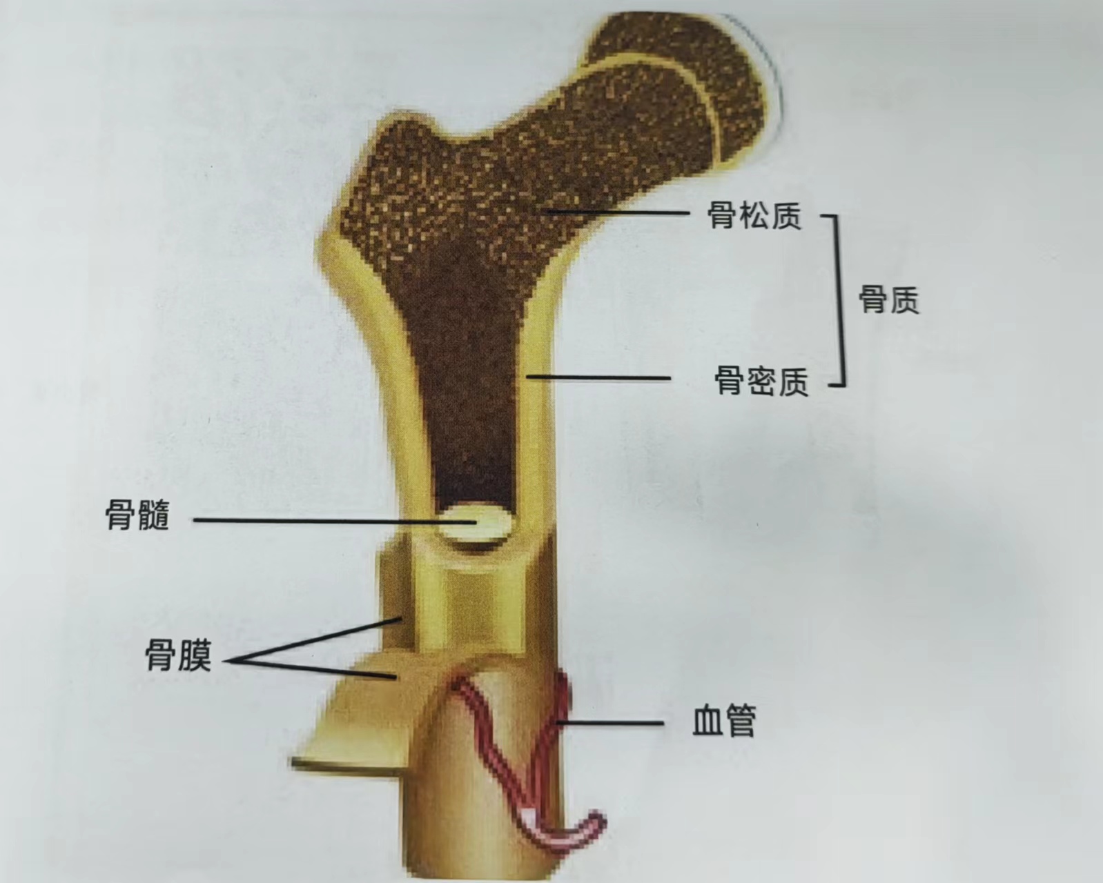 八、骨的结构（1、骨质）